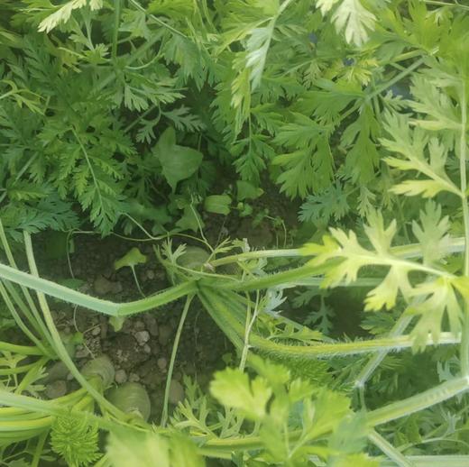 不拐弯的黄萝卜 活得清脆，才能甜得爽利  5斤一箱  带泥发货 商品图8