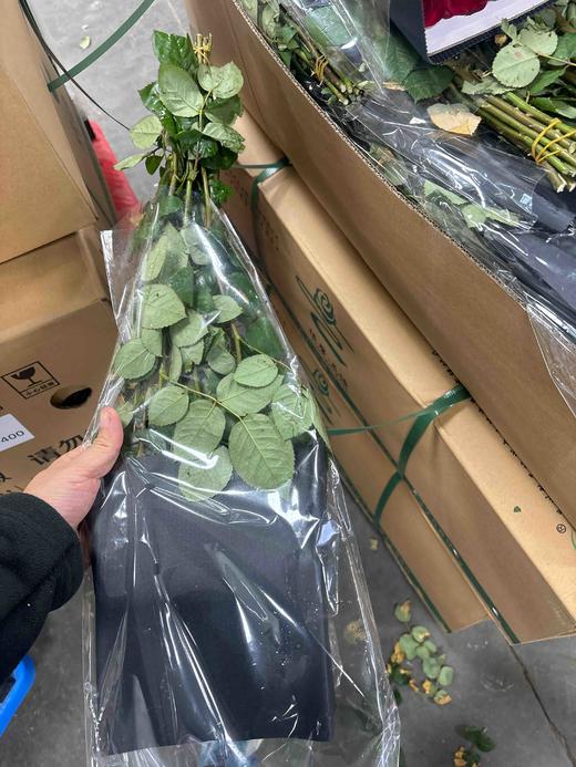 隆鑫娜欧米 商品图2