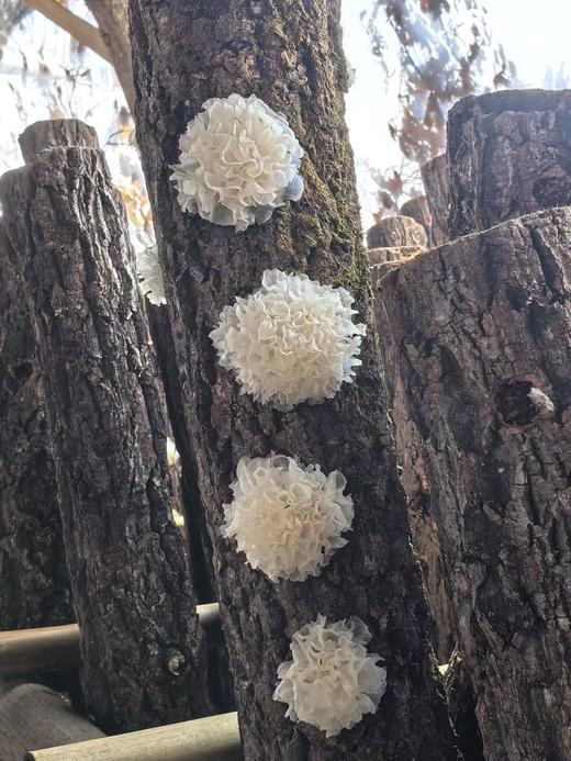 新品【天然内调补水神器 生态青冈木银耳】喝一杯等于敷面膜|滋阴润🫁养肤|一年四季滋润身体|无农药化肥熏硫重金属|一盒6包 一次泡1包 商品图6