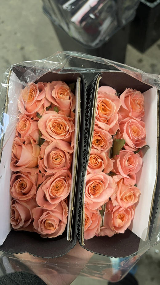 微光40公分 商品图2