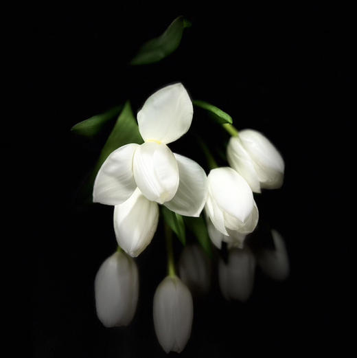 进口郁金香·维珍（30克） 商品图3