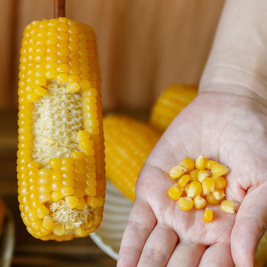 朴食有方 东北黄金甜糯玉米棒 真空锁鲜口感软糯清甜饱腹早餐代餐 商品图4