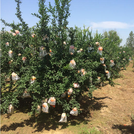 【陕西 • 临潼石榴】瑰丽如红宝石 皮薄籽红 甘甜爆汁 生态种植果园现摘 商品图4