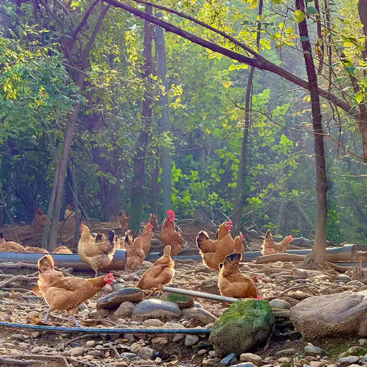 【下单送胡胖厨泡菜1袋】丹江口农家散养土鸡蛋 60枚 （十堰主城区包邮） 商品图6