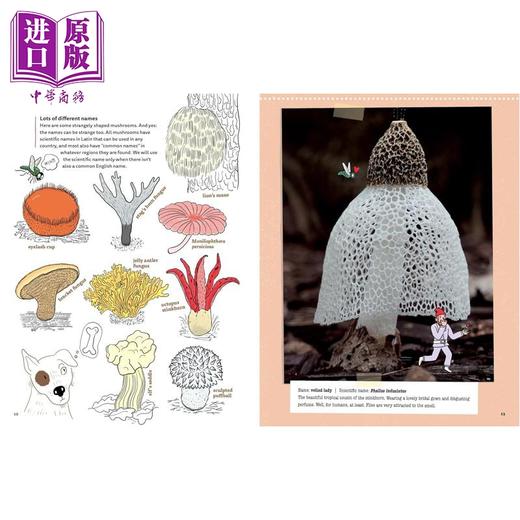 【中商原版】蘑菇公司 Mushrooms and Company 英文原版 儿童科普绘本 讲述一个奇妙的霉菌网络如何支撑地球上的生命 进口童书 商品图3