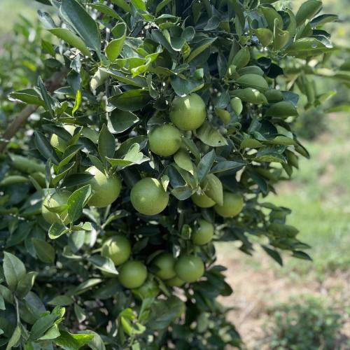 【云南高山哀牢山青皮冰糖橙】汁水丰盈 橙香浓郁 商品图1