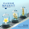 王老吉凉茶250ml*24盒绿盒装 植物草本降火饮料 送礼装 （新老随机发） 商品缩略图1