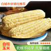 【白城供销】正宗东北真空白玉米 非转基因甜糯玉米早餐粗粮10支装真空装 商品缩略图0