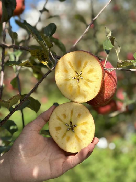 【大凉山丑苹果】我很丑，可是我很甜啊！ 在“颜值即正义”的时代里 却有一种丑苹果让大家心心念念-XD 商品图1