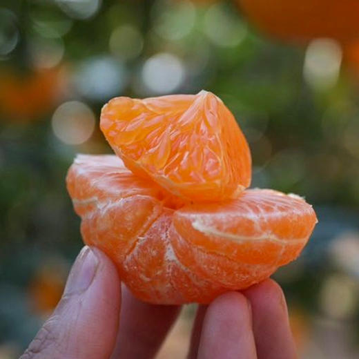 【斌哥优选】临海涌泉蜜橘，发顺丰！近乎纯甜，无核无渣，一口爆汁，橘子届的天花板。 商品图8