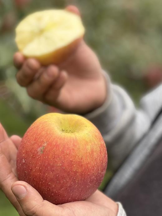 【大凉山丑苹果】我很丑，可是我很甜啊！ 在“颜值即正义”的时代里 却有一种丑苹果让大家心心念念-XD 商品图6