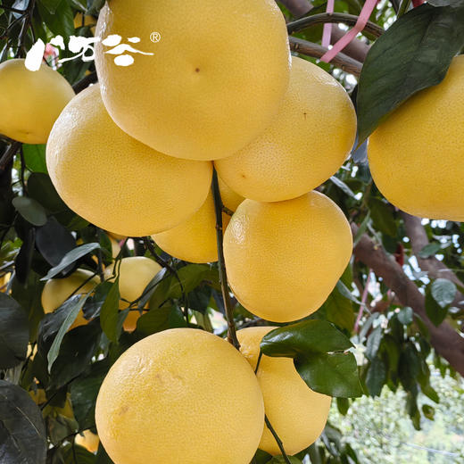 【葡萄柚】手剥爆汁的葡萄柚，晶莹的果肉蓄满了汁水，柔嫩的入口即化，滋味清甜，只为口感佳的时候上架，乍一看像橙子，却颗粒分明，散发着柚子幽香~ 商品图5