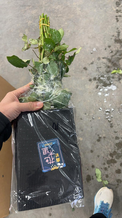 微光40公分 商品图3