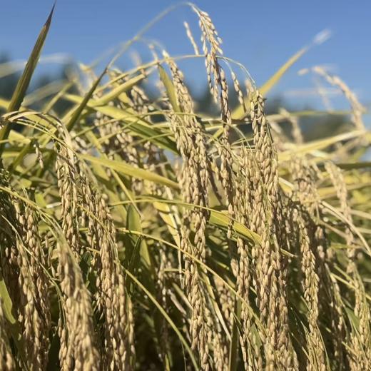 五常大米，原粮稻花香2号，口感好，香味浓，原产地直发 商品图4