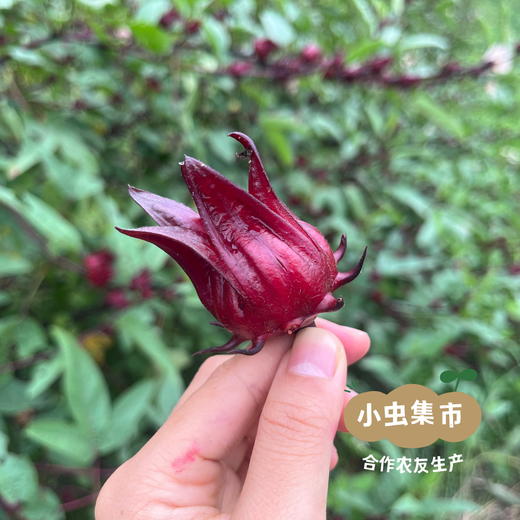 有机洛神花干 50g/袋 | 合作农友生产，来自广东清远，生产者：乐心、榛榛 *【公平贸易农人定价】 商品图8