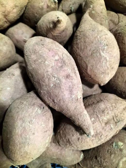 生态红薯，黄金蜜薯，紫薯，烟薯来啦一斤装 商品图2