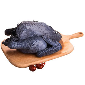 物源初见 乌鸡  农家散养肉质鲜嫩