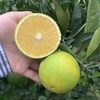 【云南高山哀牢山青皮冰糖橙】汁水丰盈 橙香浓郁 商品缩略图4