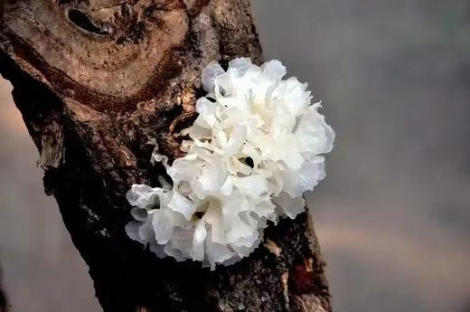新品【天然内调补水神器 生态青冈木银耳】喝一杯等于敷面膜|滋阴润🫁养肤|一年四季滋润身体|无农药化肥熏硫重金属|一盒6包 一次泡1包 商品图8