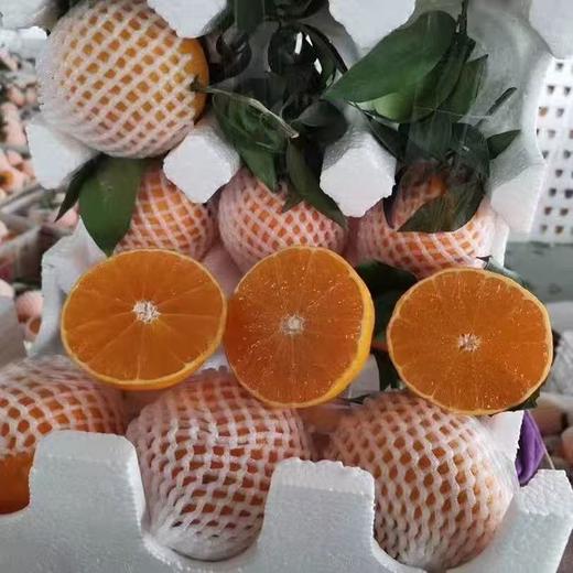 贵州安顺贵安【果冻橙38号爱媛果冻橙】25年新上市爆甜多汁可以吸的橙子 商品图8