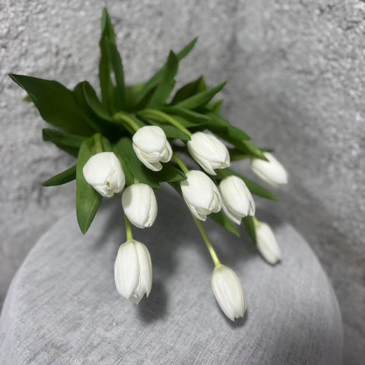 进口郁金香·维珍（30克） 商品图1