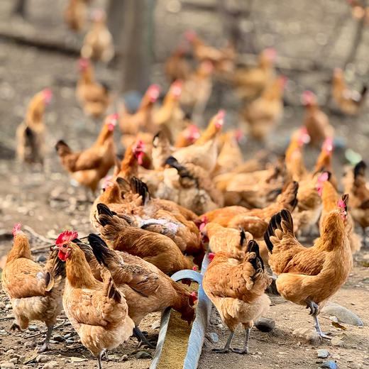 【下单送胡胖厨泡菜1袋】丹江口农家散养土鸡蛋 60枚 （十堰主城区包邮） 商品图7