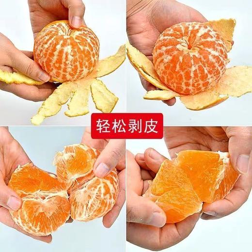 贵州安顺贵安【果冻橙38号爱媛果冻橙】25年新上市爆甜多汁可以吸的橙子 商品图9