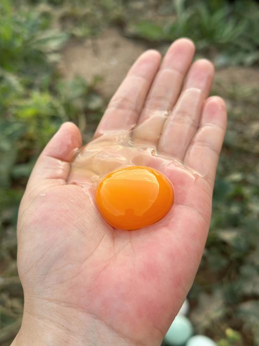 生态菜园里的散养土鸡蛋🥚拒绝激素抗生素、拒绝高密度笼养，生态间小群散养 商品图3