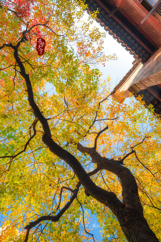 11.26确定出发【秋摄•枫林江浙】莫干山•八都岕•天平山•留園•濮院六天 商品图11