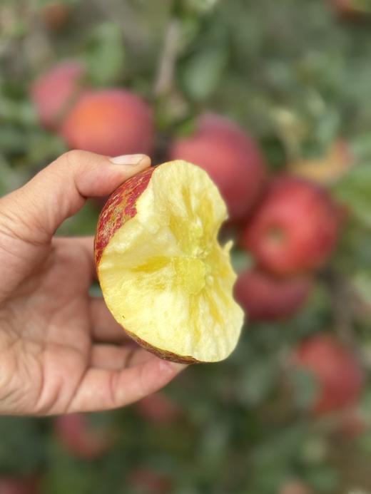 【大凉山丑苹果】我很丑，可是我很甜啊！ 在“颜值即正义”的时代里 却有一种丑苹果让大家心心念念-XD 商品图10