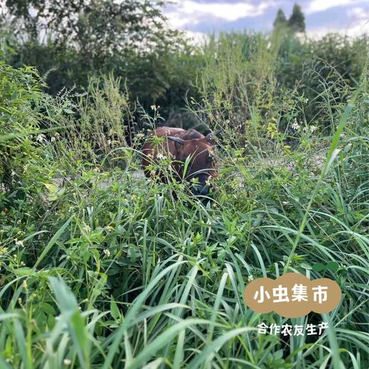 有机洛神花干 50g/袋 | 合作农友生产，来自广东清远，生产者：乐心、榛榛 *【公平贸易农人定价】 商品图12