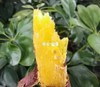 生态红薯，黄金蜜薯，紫薯，烟薯来啦一斤装 商品缩略图6