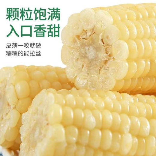 东北甜糯玉米   颗粒饱满，香味浓郁，甜而不腻 商品图3