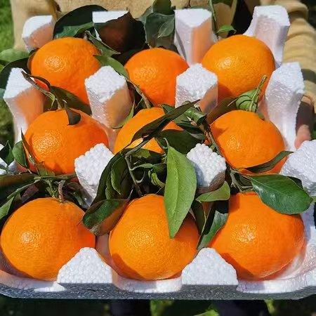 贵州安顺贵安【果冻橙38号爱媛果冻橙】25年新上市爆甜多汁可以吸的橙子 商品图6