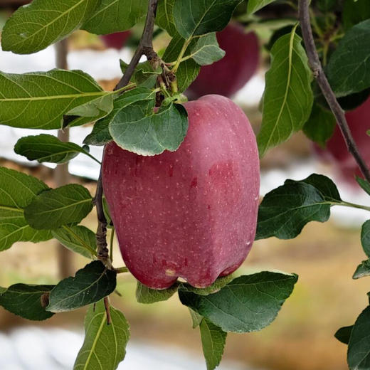 甘肃天水地理标志 花牛苹果 4.5斤-8.5斤装 粉面沙甜老人宝宝辅食 商品图4
