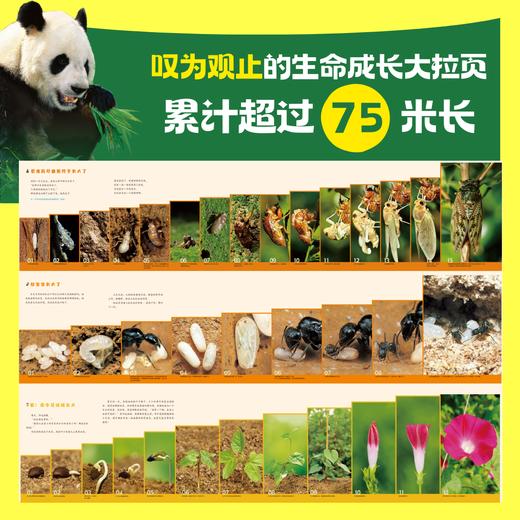 [园艺植物9册]《真实的大自然》2025新版(AY) 商品图1