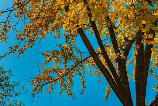 11.26确定出发【秋摄•枫林江浙】莫干山•八都岕•天平山•留園•濮院六天 商品图2