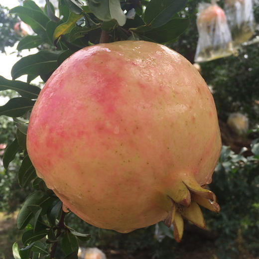 【陕西 • 临潼石榴】瑰丽如红宝石 皮薄籽红 甘甜爆汁 生态种植果园现摘 商品图2