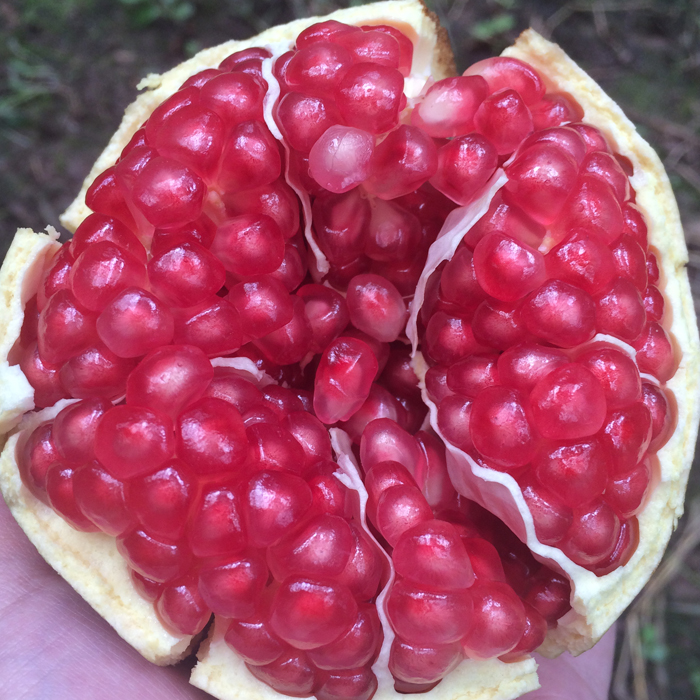 【陕西 • 临潼石榴】瑰丽如红宝石 皮薄籽红 甘甜爆汁 生态种植果园现摘