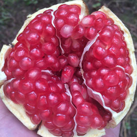 【陕西 • 临潼石榴】瑰丽如红宝石 皮薄籽红 甘甜爆汁 生态种植果园现摘