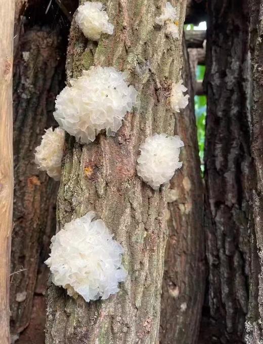 新品【天然内调补水神器 生态青冈木银耳】喝一杯等于敷面膜|滋阴润🫁养肤|一年四季滋润身体|无农药化肥熏硫重金属|一盒6包 一次泡1包 商品图2