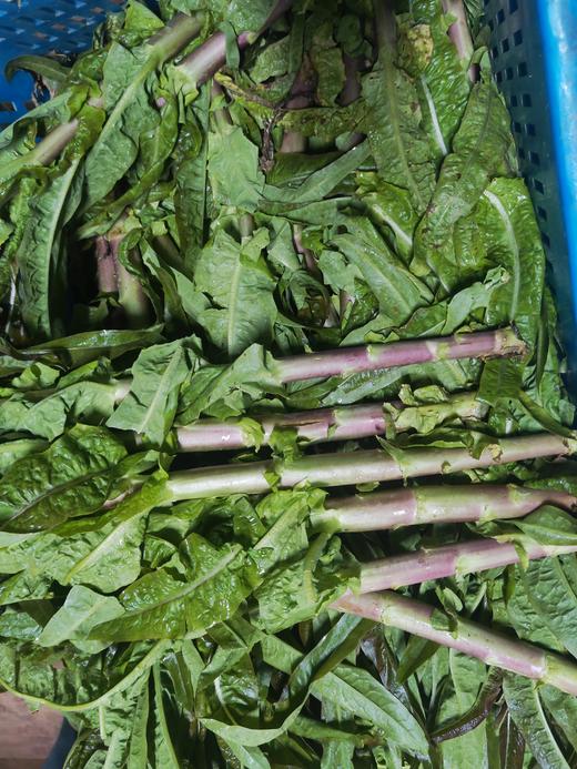 莴笋（500g）红/白莴笋，新上来的莴笋有点细但很香哦~ 商品图0