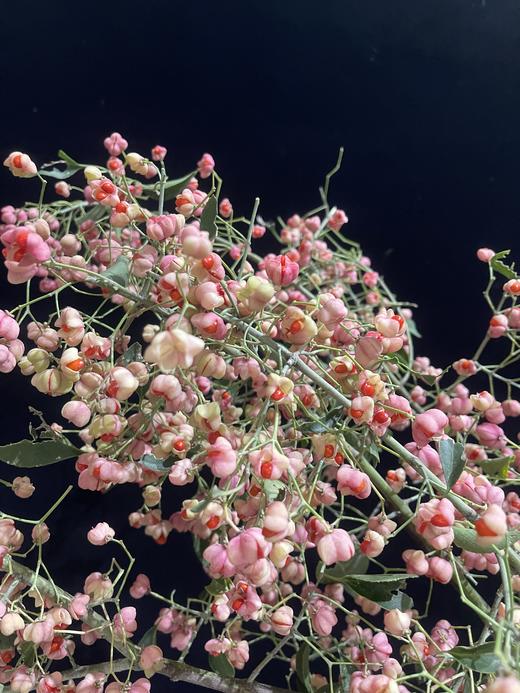 小众花材白杜果/开口笑鲜切花一扎（1-2支） 商品图1