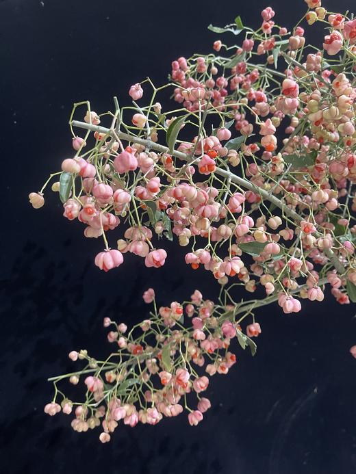 小众花材白杜果/开口笑鲜切花一扎（1-2支） 商品图4