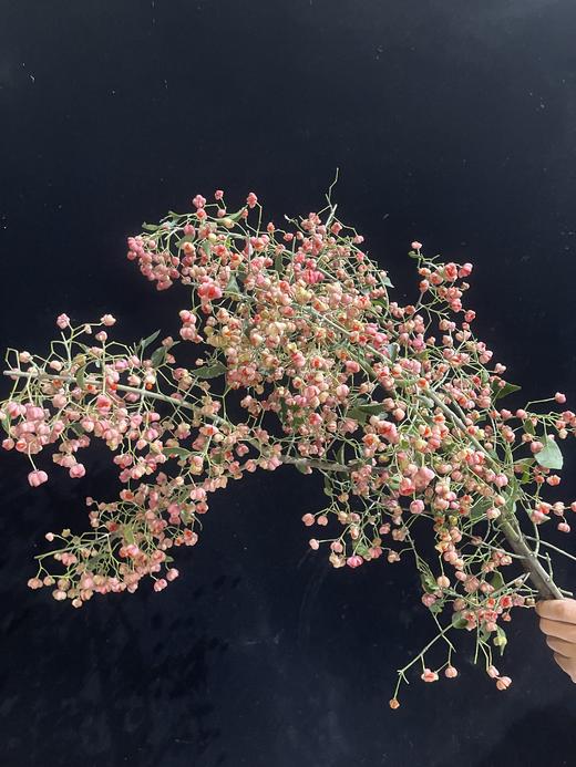 小众花材白杜果/开口笑鲜切花一扎（1-2支） 商品图2