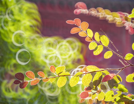 11.26确定出发【秋摄•枫林江浙】莫干山•八都岕•天平山•留園•濮院六天 商品图8