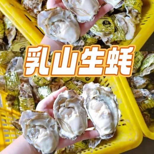 【乳山生蚝】精选新鲜现捞，又肥又嫩的生蚝！入口嫩滑，自然鲜甜，裹着酱汁太绝了！男人加油站，女人美容院！经过辐射测量仪检测的安全生蚝的哦 商品图1