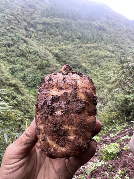 【新鲜乌天麻】云南昭通小草坝林下仿野生种植乌天麻 原始森林 林下生长三年  顺丰发货 商品图2