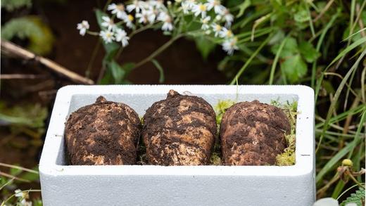 【新鲜乌天麻】云南昭通小草坝林下仿野生种植乌天麻 原始森林 林下生长三年  顺丰发货 商品图6