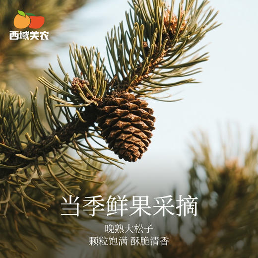 西域美农 有机手剥松子 晚熟大松子，颗粒饱满，酥脆清香  顺丰发货 商品图1